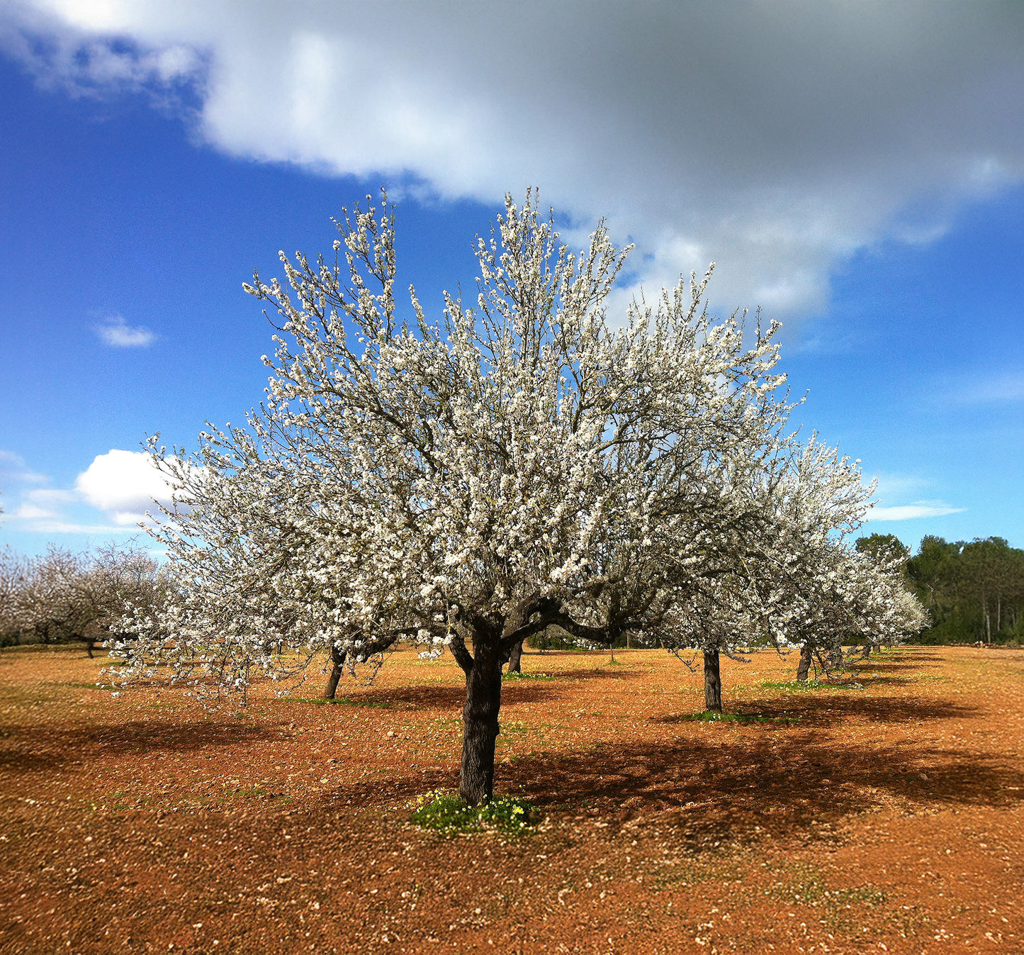 Almond tree in Flower-FP